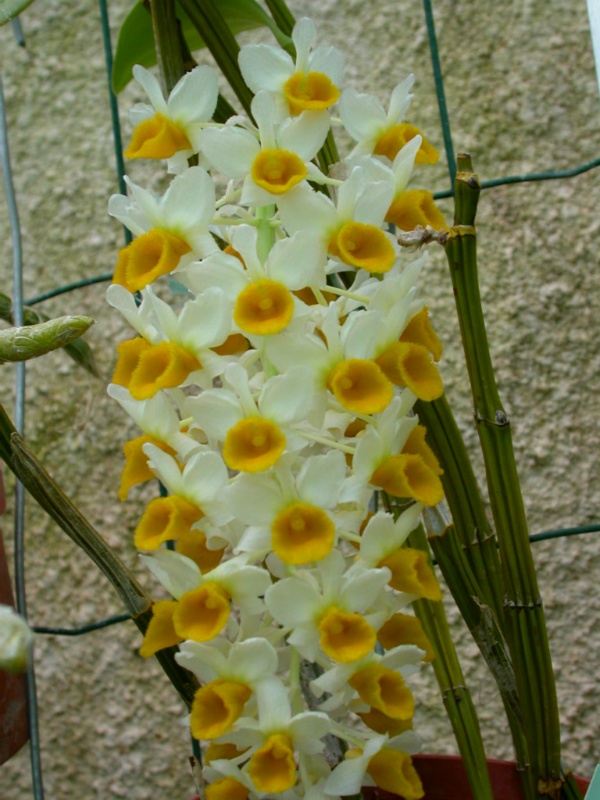Dendrobium thyrsiflorum